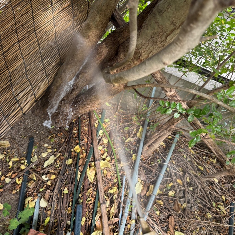植木にシロアリ駆除剤を散布