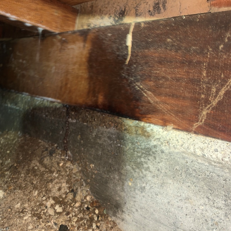 床下の木材に作られた蟻道