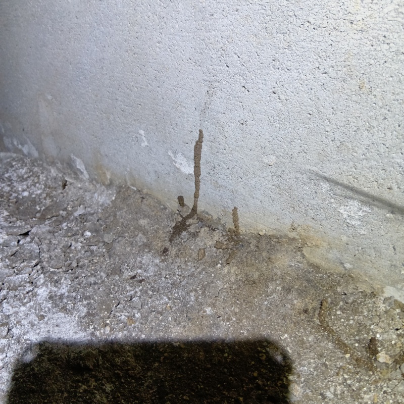 基礎に作られた蟻道