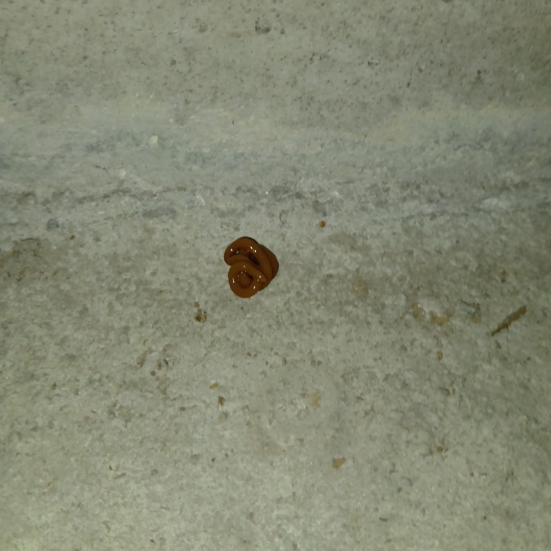 ゴキブリ用ベイト剤を設置した様子