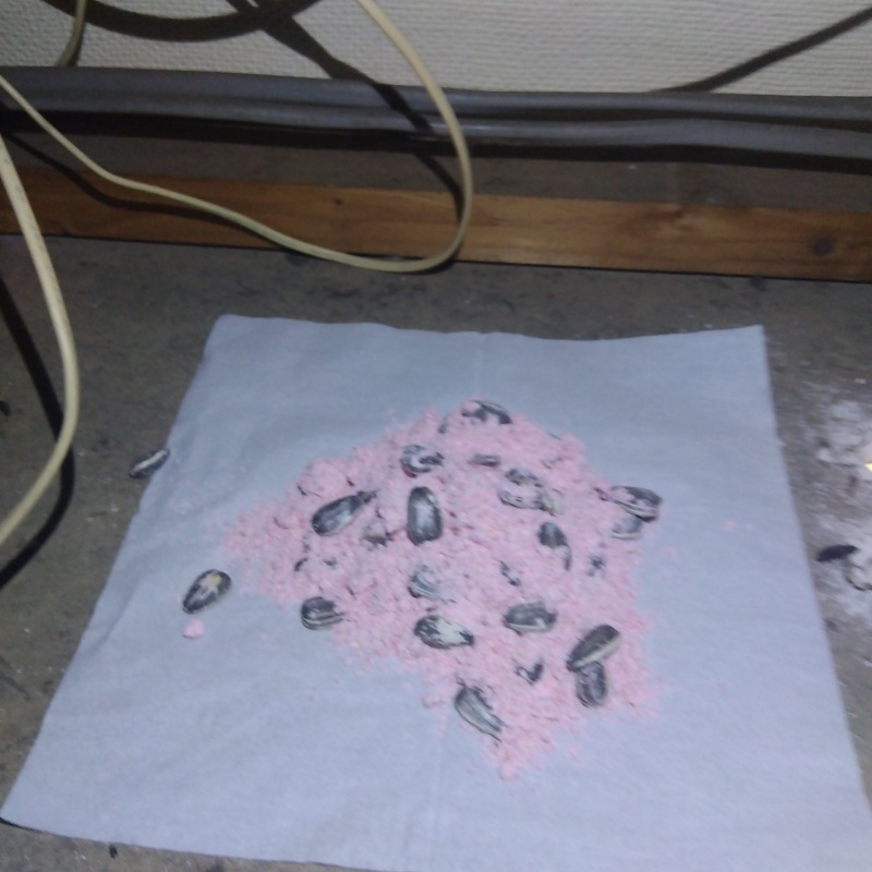 天井裏に殺鼠剤を設置