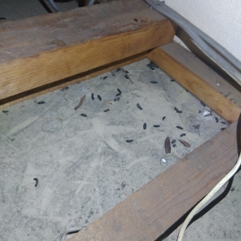 天井裏のフン害