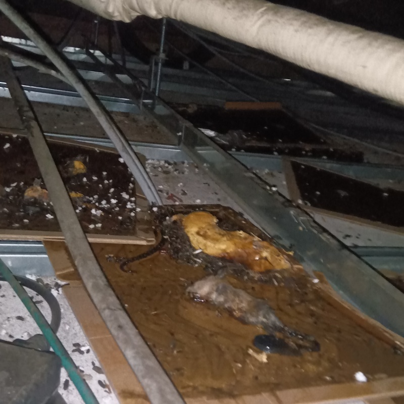 粘着シートにかかったネズミ