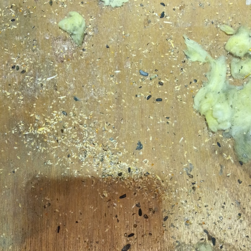 ネズミ駆除の施工事例（神奈川県茅ヶ崎市矢畑）