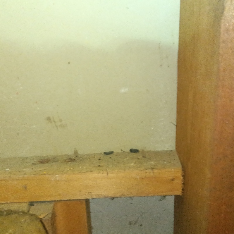 ネズミ駆除の施工事例（東京都小平市小川東町）