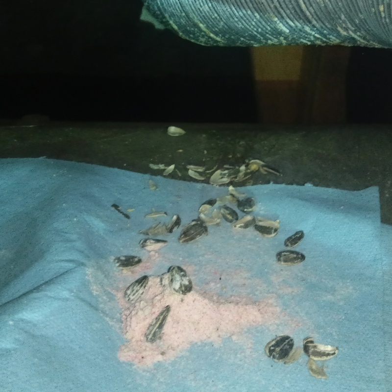 ネズミが殺鼠剤を食べたあと