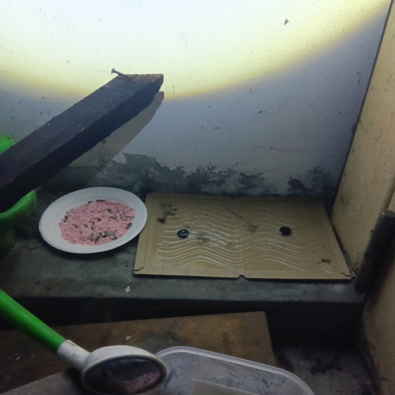 壁際に殺鼠剤と粘着シートを設置