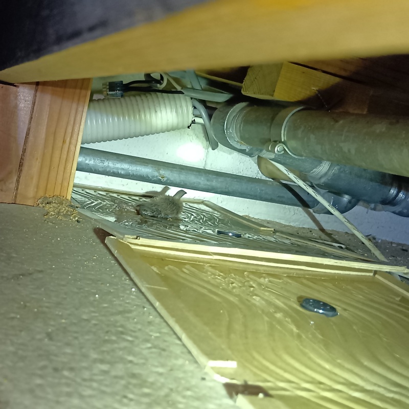 粘着シートにかかったネズミ