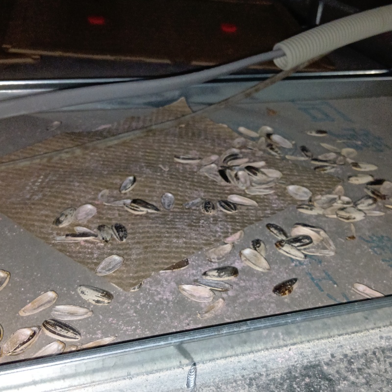 ネズミが殺鼠剤を食べたあと