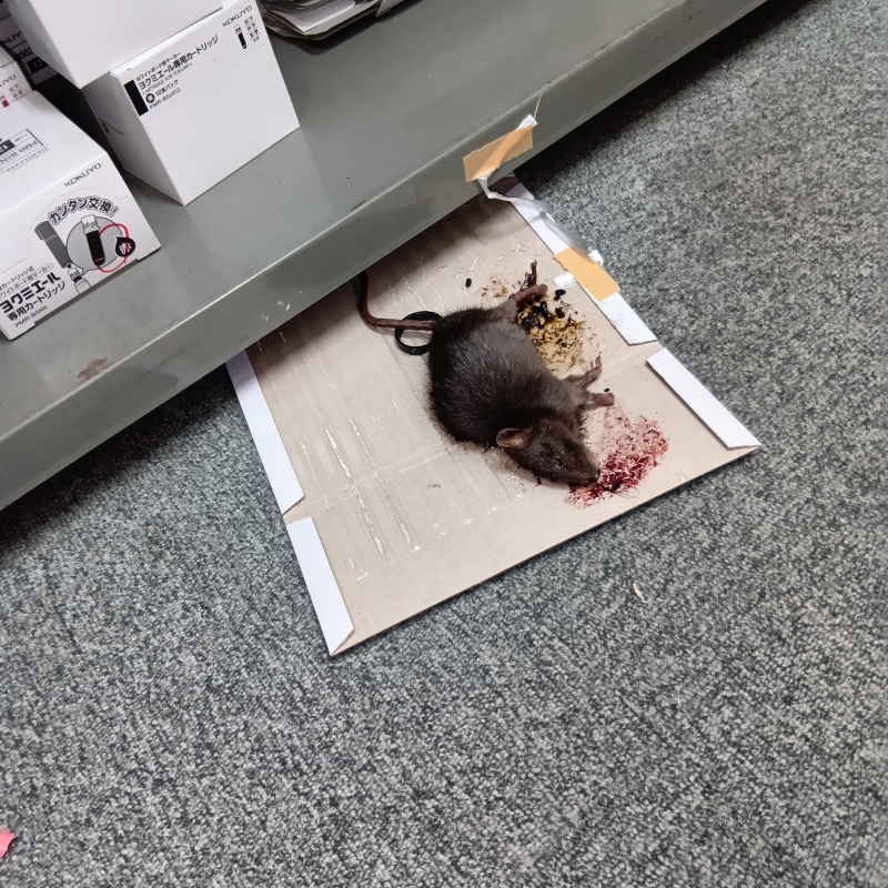 粘着シートにかかったネズミ