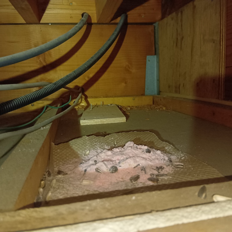 ネズミ駆除の施工事例（東京都杉並区阿佐谷北）