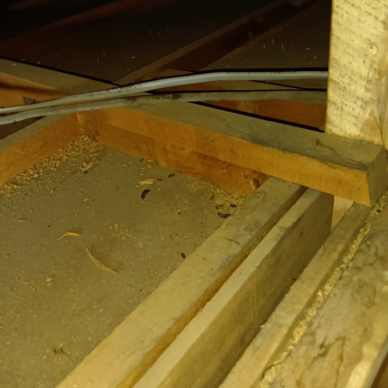 ネズミ駆除の施工事例（東京都練馬区早宮）