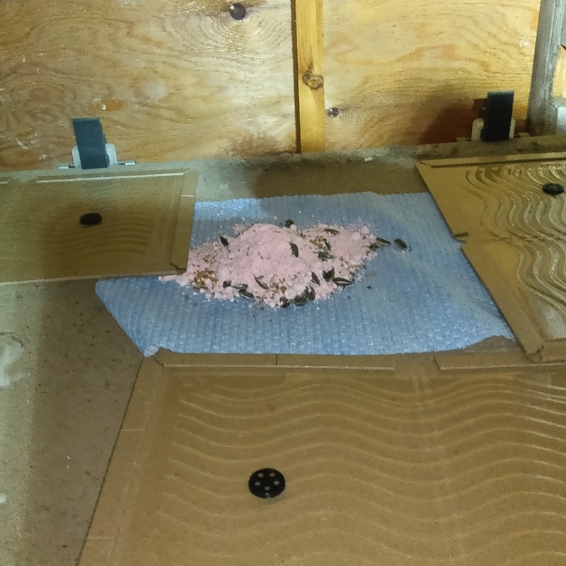 殺鼠剤のまわりに粘着シートを設置