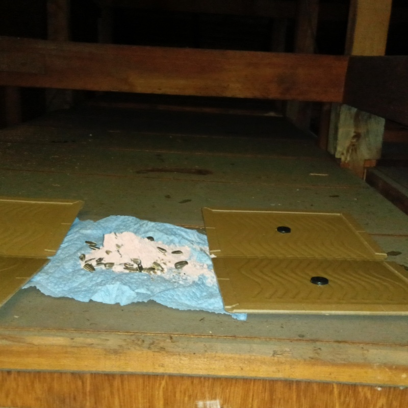 殺鼠剤のまわりに粘着シートを設置