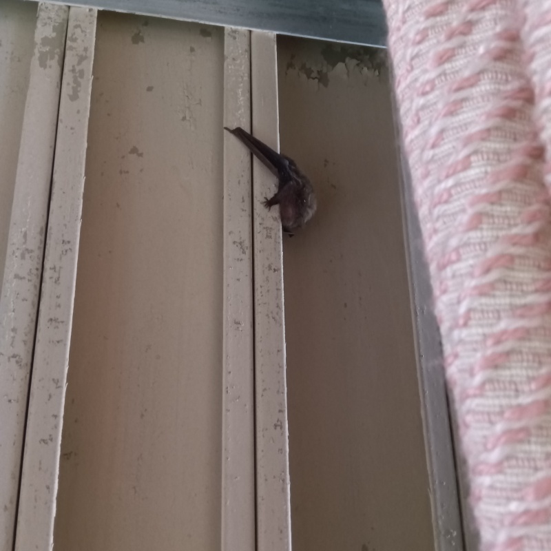 ネズミ駆除の施工事例（兵庫県三木市緑が丘町東）