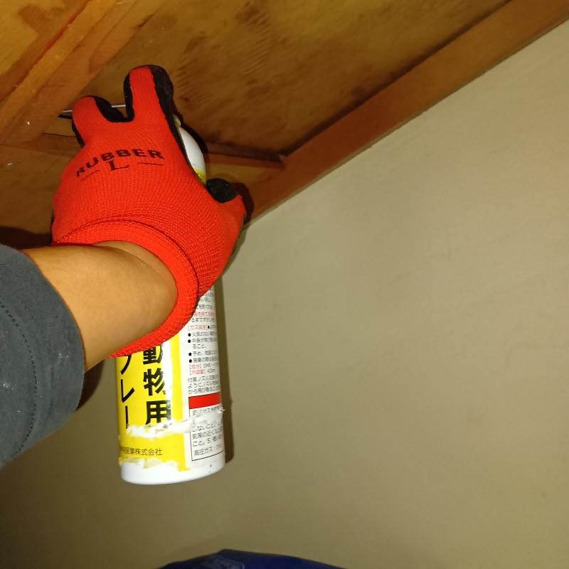 天井板のすき間から忌避スプレーを散布