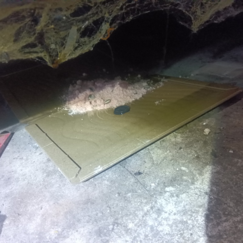 粘着シートの上に殺鼠剤を設置