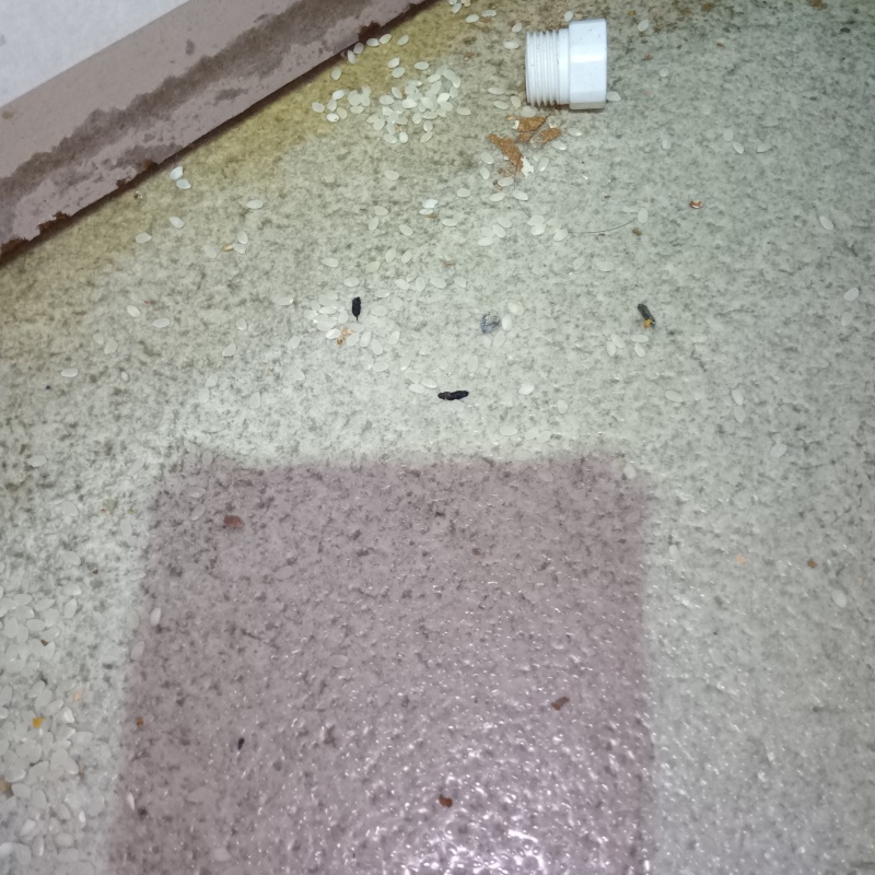 室内に落ちていたフン