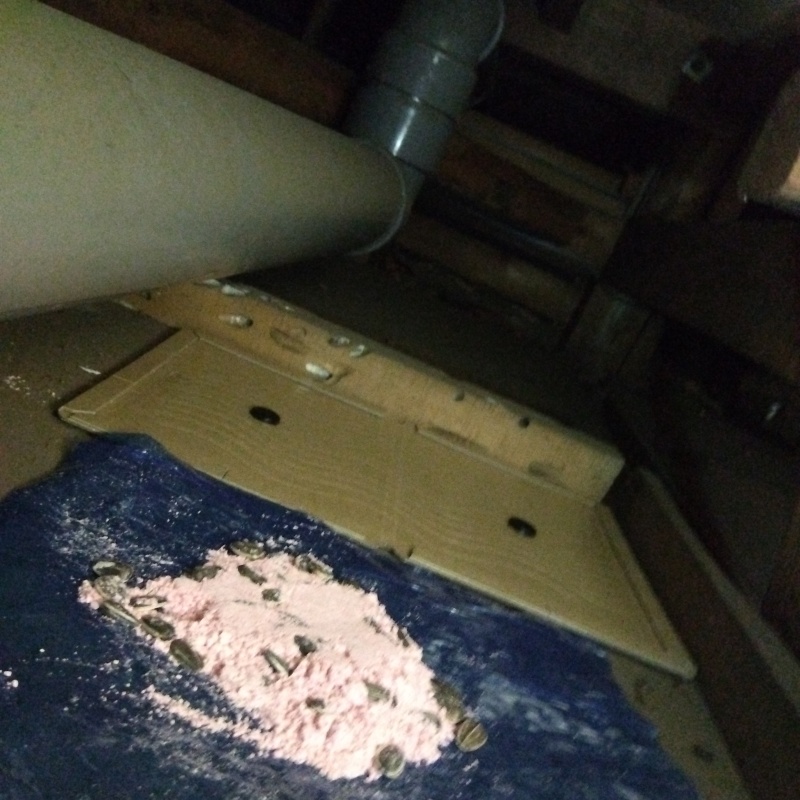 殺鼠剤と粘着シートを設置