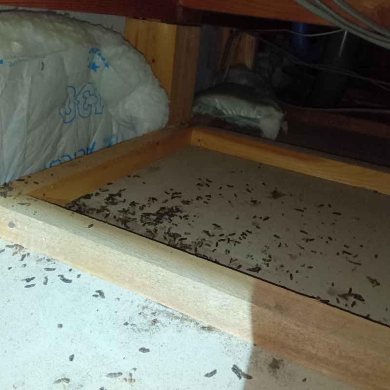 天井裏に散らばったフン