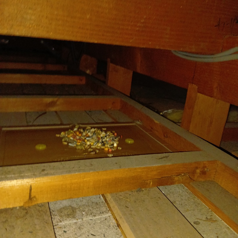 粘着シートの上に殺鼠剤を設置