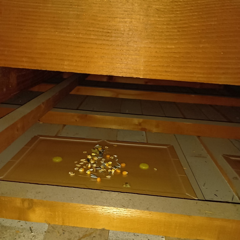 ネズミが殺鼠剤を食べたあと