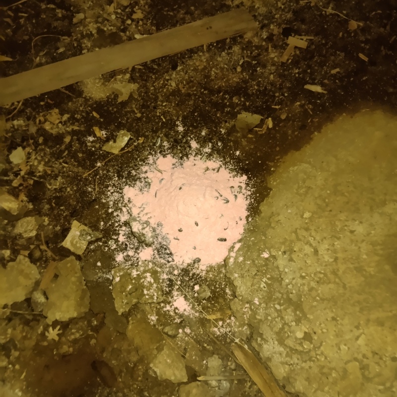 床下に殺鼠剤を設置