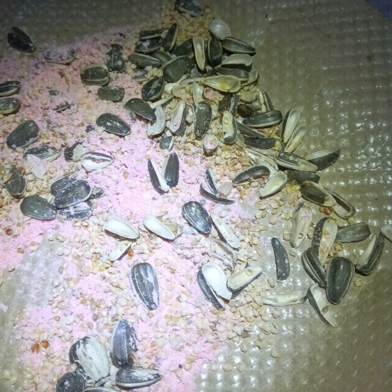 ネズミが殺鼠剤を食べたあと