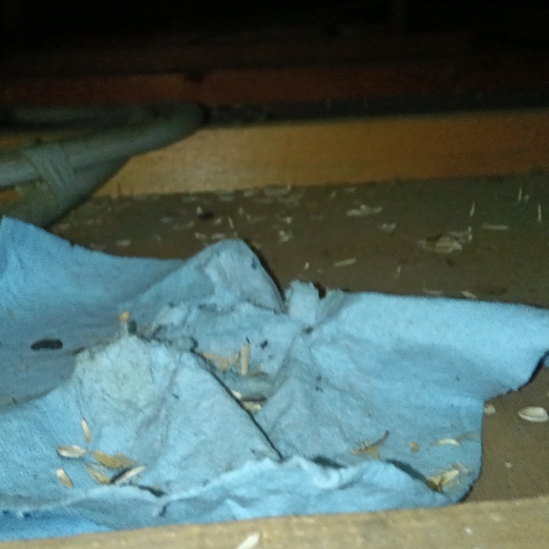 ネズミが殺鼠剤を食べたあと