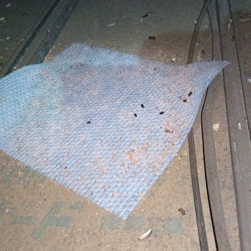 ネズミが殺鼠剤を食べたあと