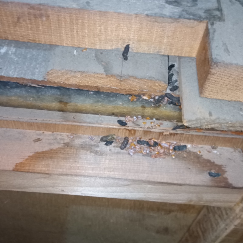 ネズミ駆除の施工事例（東京都世田谷区喜多見）