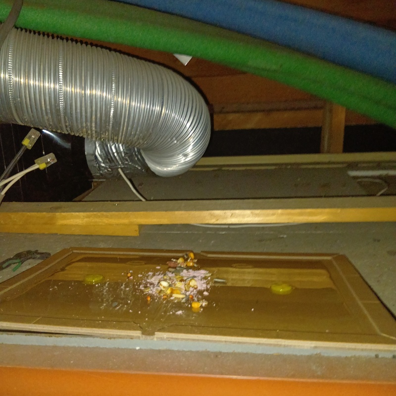 粘着シートの上の殺鼠剤