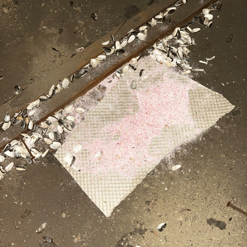 ネズミが殺鼠剤を食べたあと