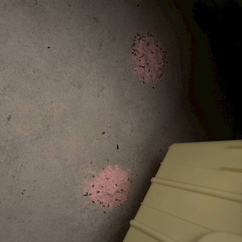 床に殺鼠剤を設置