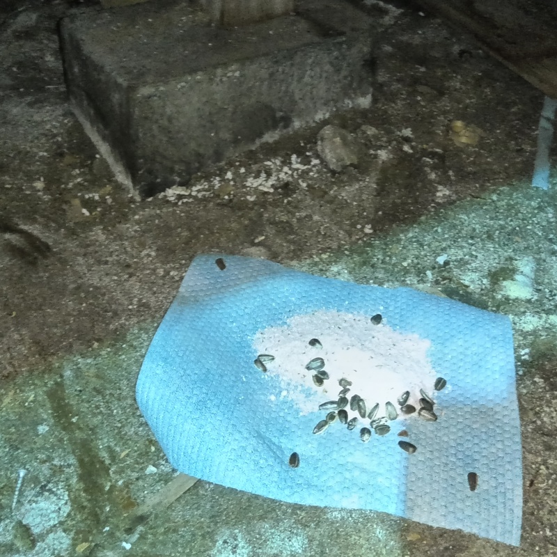 床下に殺鼠剤を設置