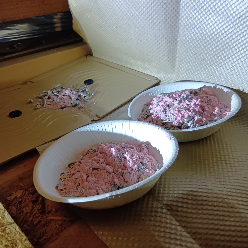 皿に入れた殺鼠剤と殺鼠剤を盛った粘着シート