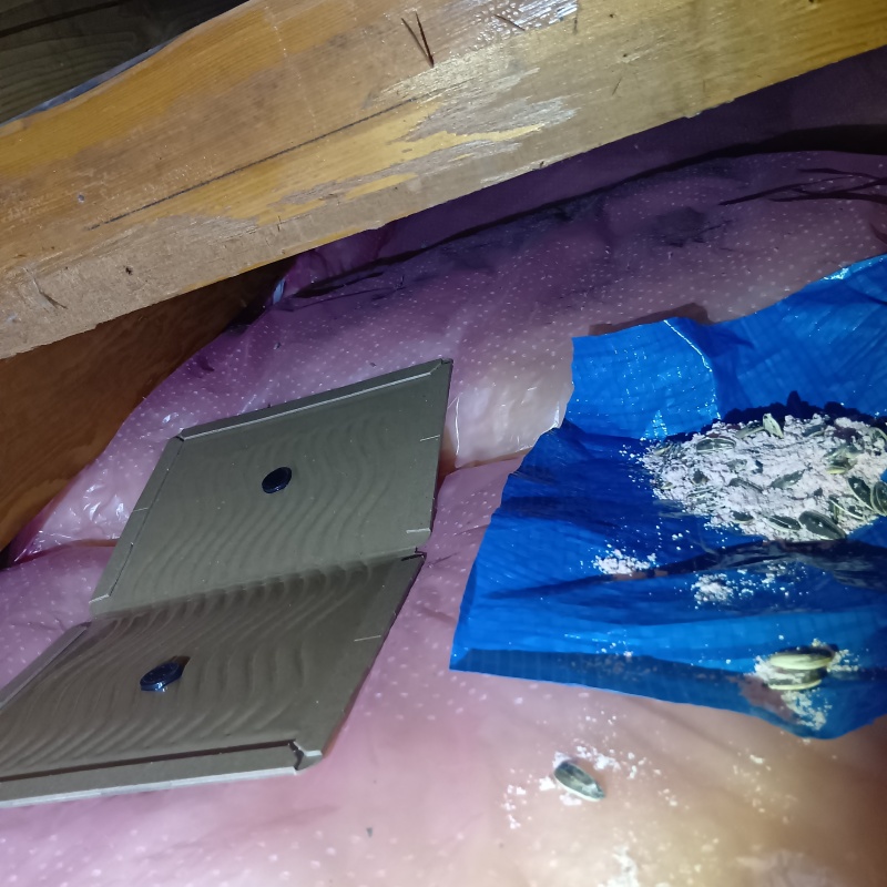 殺鼠剤と粘着シートを設置した様子