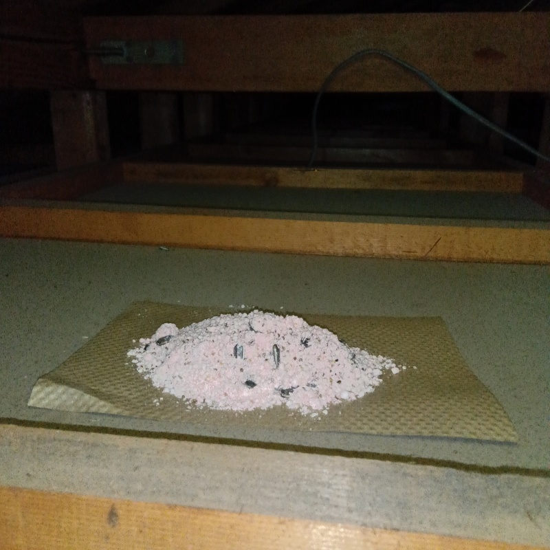 天井裏に殺鼠剤を設置