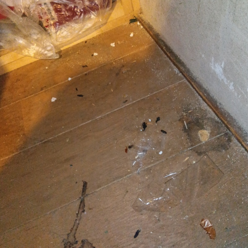 ネズミ駆除の施工事例（東京都武蔵野市）