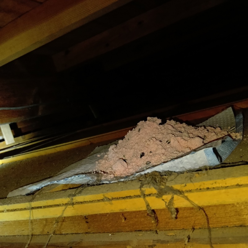 天井裏に殺鼠剤を設置