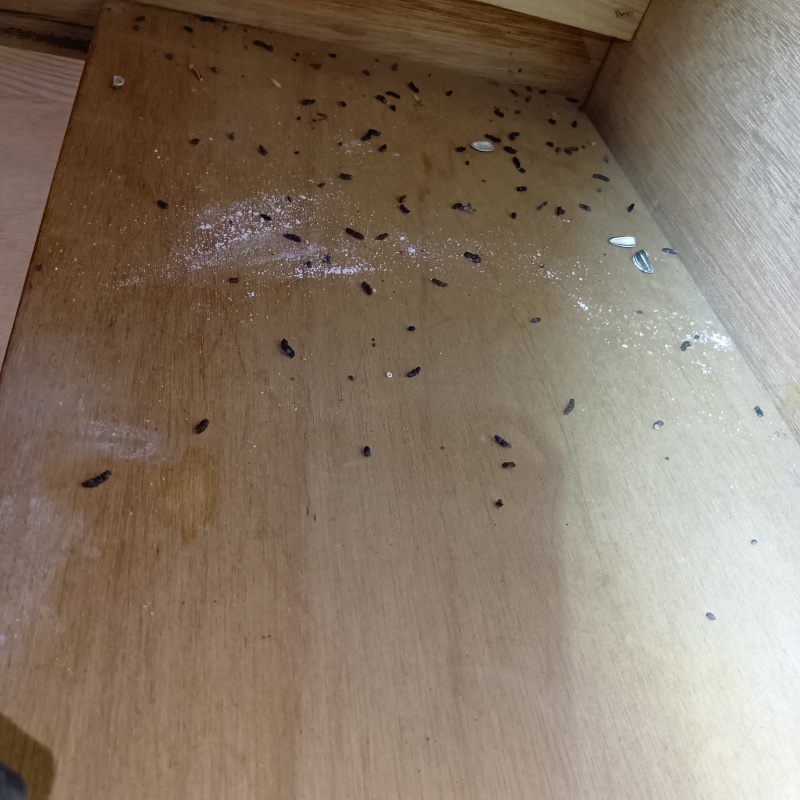 ネズミ駆除の施工事例（兵庫県揖保郡太子町東出）