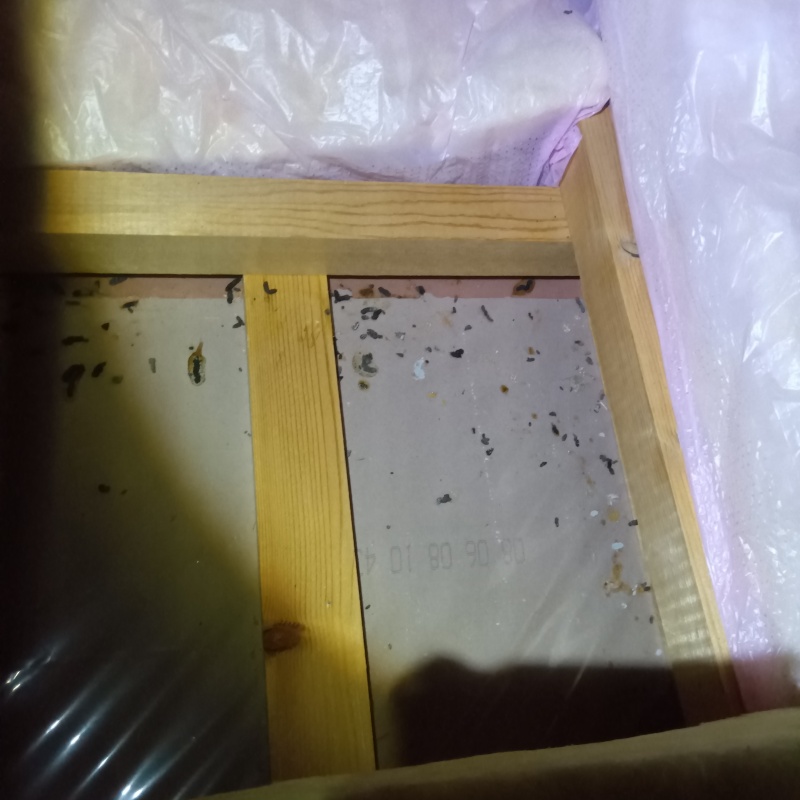 ネズミ駆除の施工事例（石川県小松市矢田野町ハ）