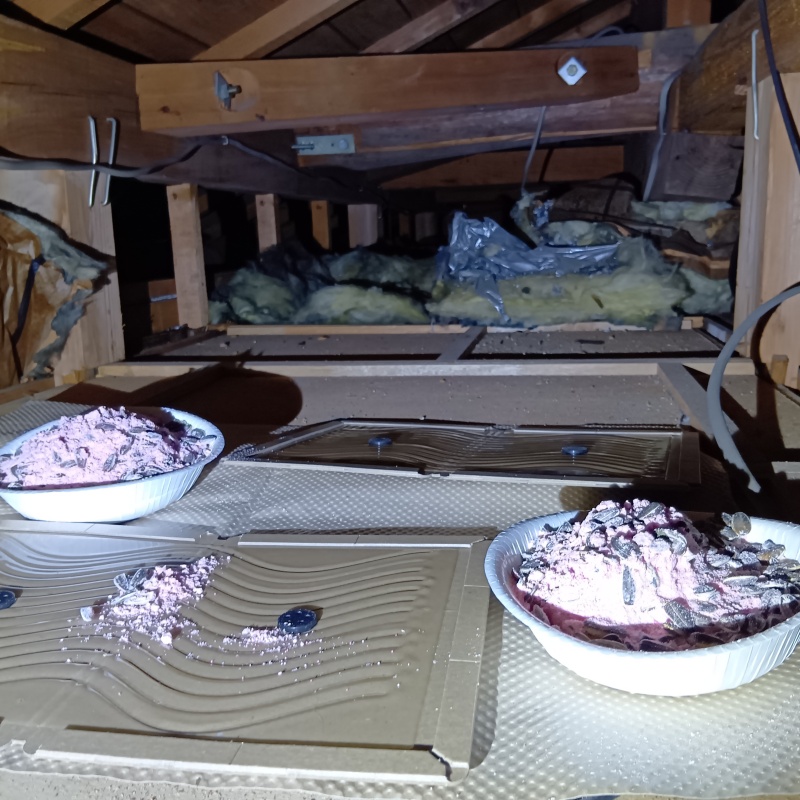 殺鼠剤と粘着シートを設置