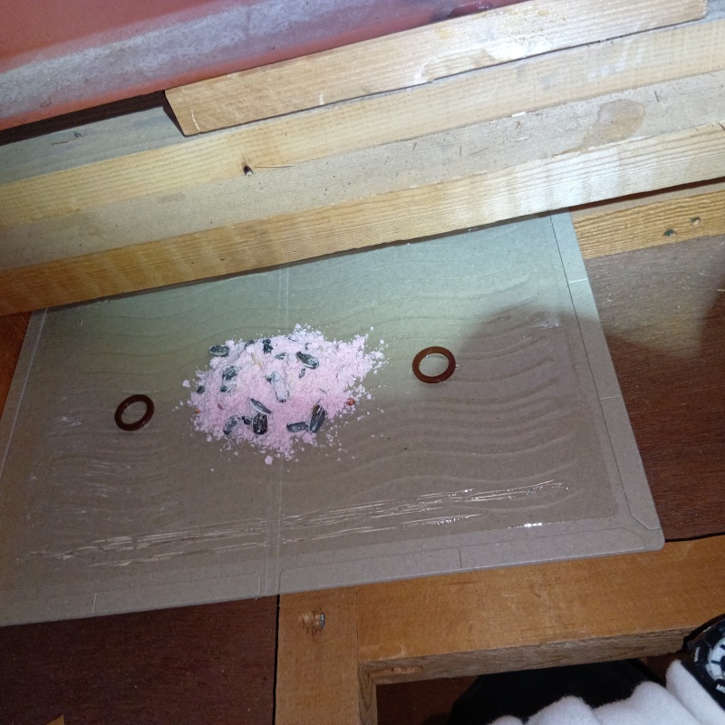 粘着シートの上に殺鼠剤を設置