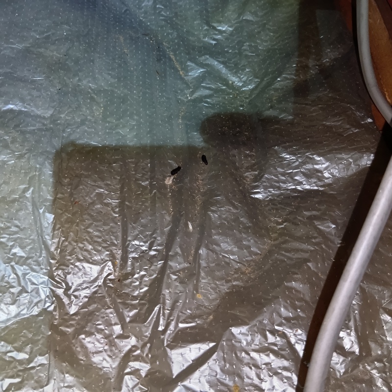 断熱材の上のフン