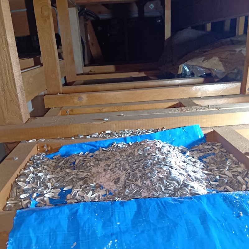 ブルーシートの上に殺鼠剤を設置