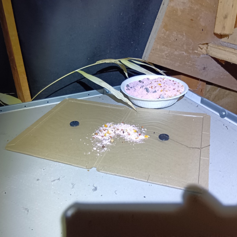 ネズミ駆除の施工事例（栃木県芳賀郡芳賀町下高根沢）