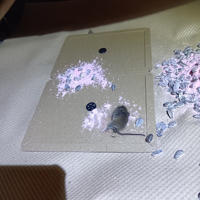 粘着シートにかかったネズミ