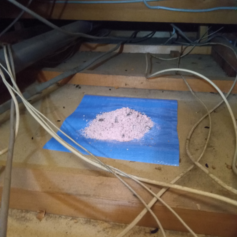 殺鼠剤を設置