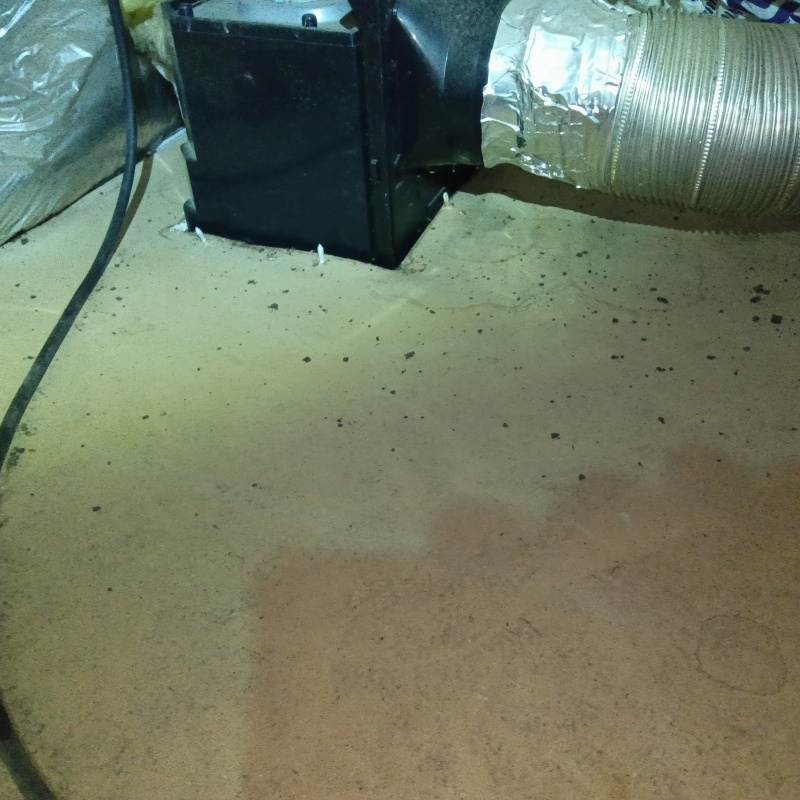 天井裏のフン汚れ